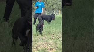 Ego &amp; his munchkins #canecorso #puppy #shorts #dog #viral #youtube