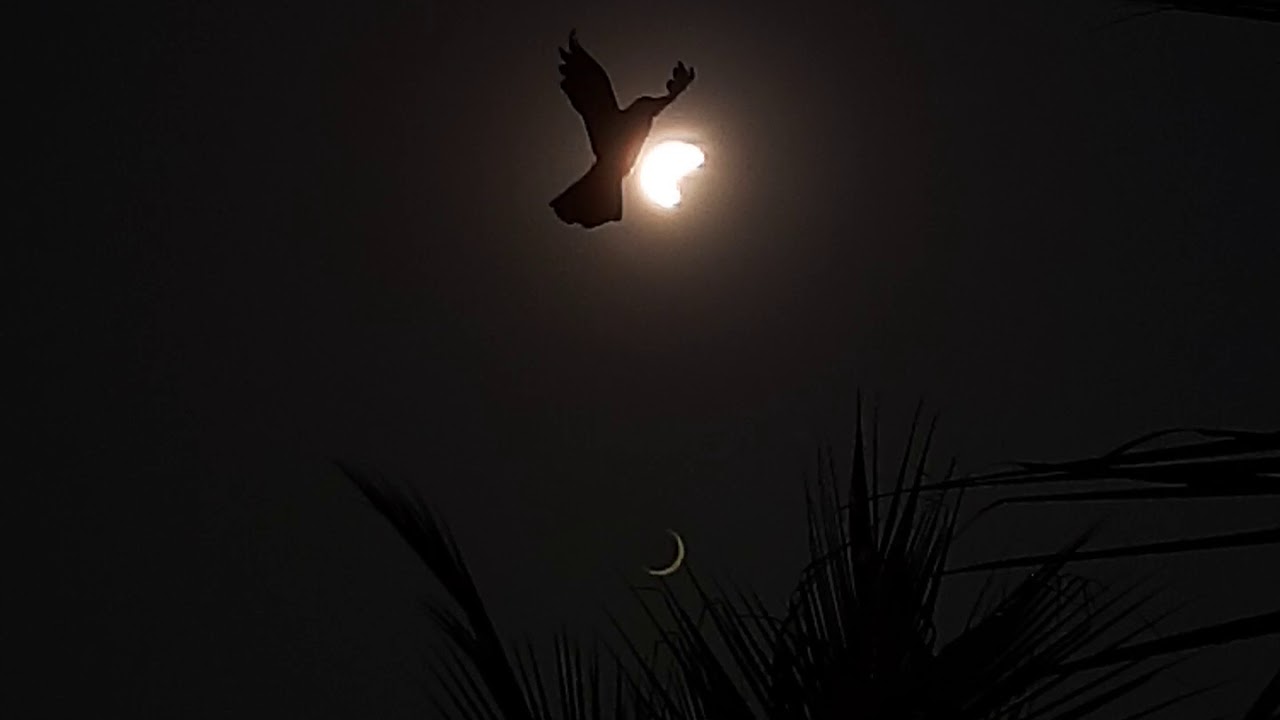 Solar Eclipse In Goa 26 12 19 YouTube