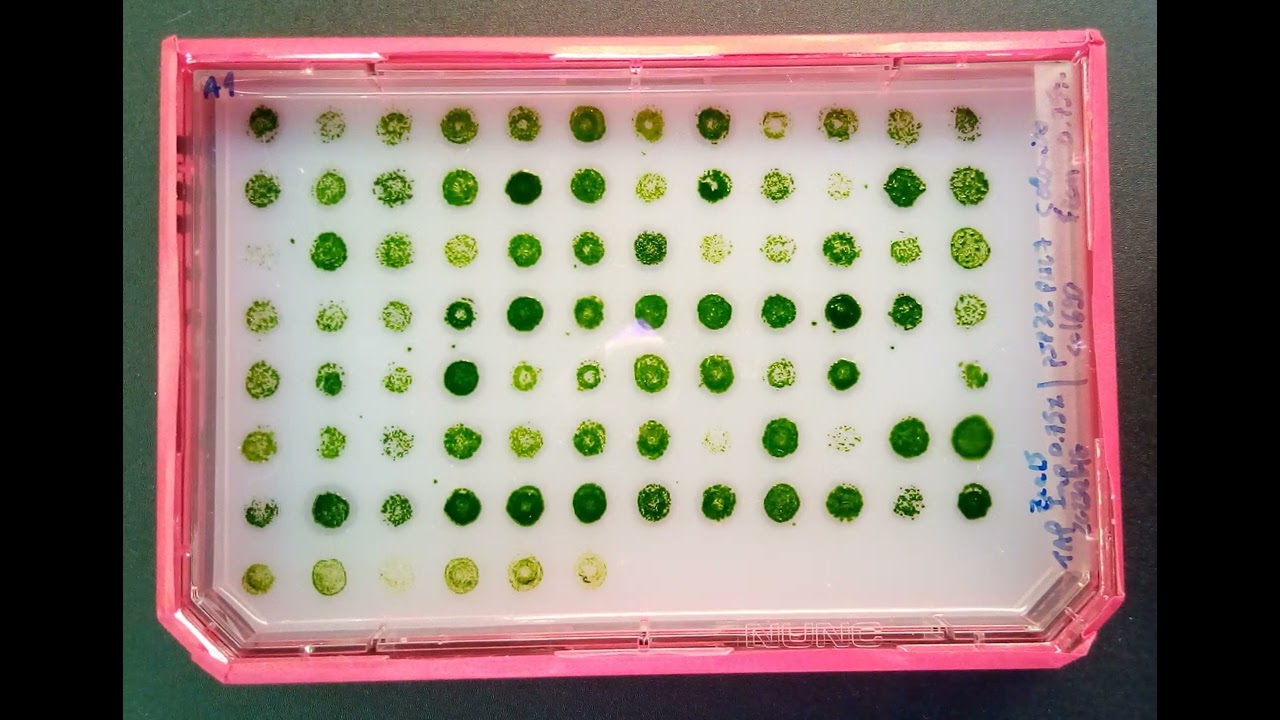 Efficient Secretion of a Plastic Degrading Enzyme from Chlamydomonas reinhardtii | Time-Lapse