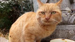お地蔵さんの水を飲む茶トラ野良猫