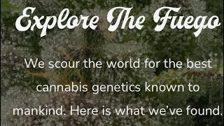 Freddys Fuego Cured Resin Review