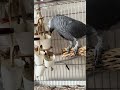今日は紙コップでフォレイジング　鳥は探しながら時間をかけてごはんを食べ、飼い主はおチリが見られる(//∇//)