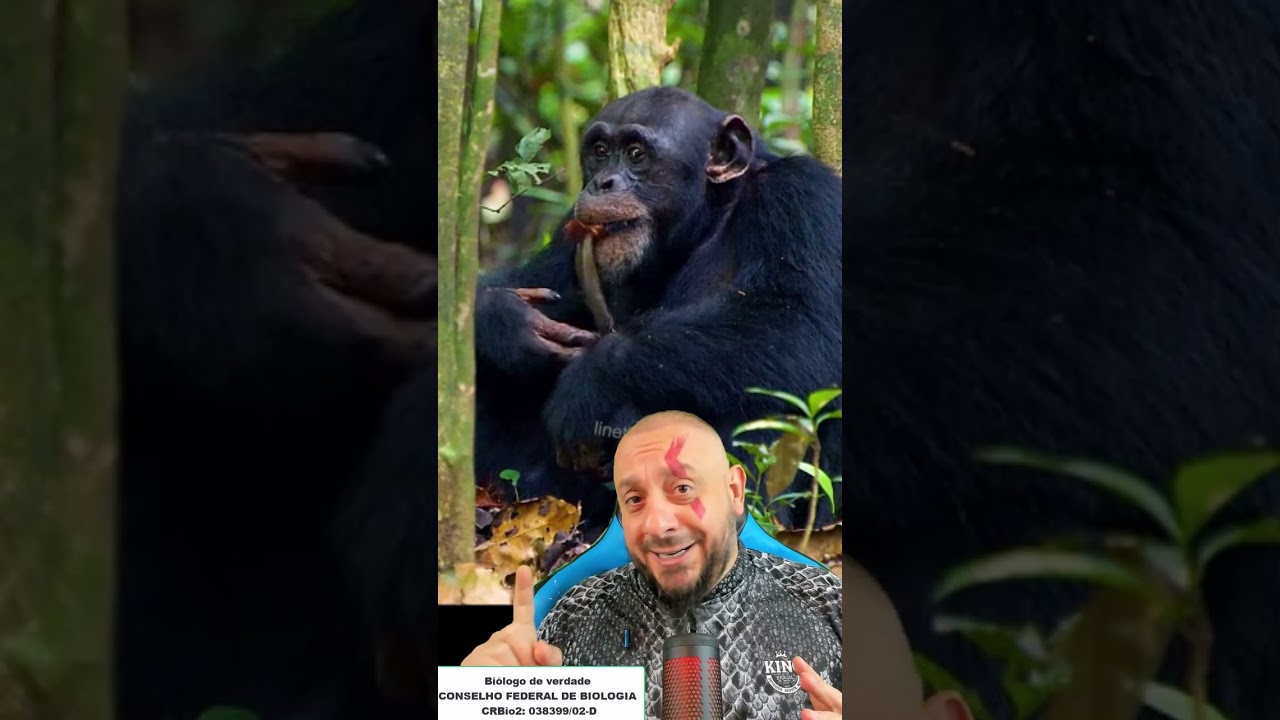 Chimpanzé devorando um macaco