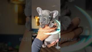 Husky Rojo O Bull Terrier