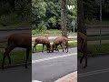 Zakopane: widowiskowe starcie jeleni
