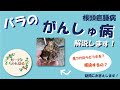 【徹底解説】バラのがんしゅ病について！