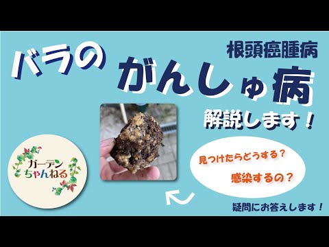 【徹底解説】バラのがんしゅ病について！