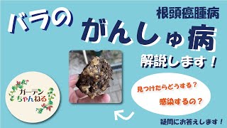 【徹底解説】バラのがんしゅ病について！