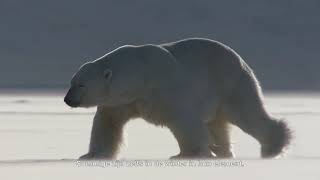 Trailer Land of the Far North