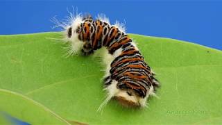 Tiger Skin Caterpillar from Ecuador