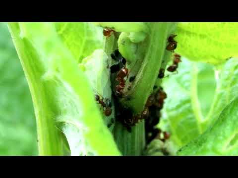 QUADRUPLE HIDDEN VIDEO: Behind The Scenes of QUEEN ANT HUNTING! - QUADRUPLE HIDDEN VIDEO: Behind The Scenes of QUEEN ANT HUNTING!