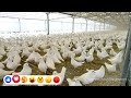 World's Largest Professional Profitable Pigeon Farm | This farm has more than 300K pigeons