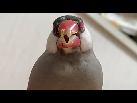 お口にいろんな食べ物を付けてしまう文鳥　java sparrow