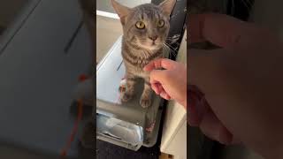 Video of adoptable pet named Oskar