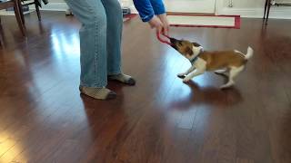 DOG vs SPINNING by kbad73 64,758 views 3 years ago 8 seconds