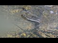 Grass snakes chase frogs underwater (underwater shots)/ Ringelnattern jagen Frösche unter Wasser