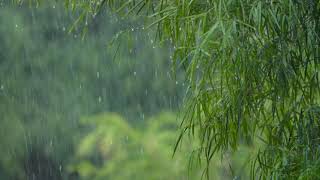 Wonderful Raining Video . Md Shojib