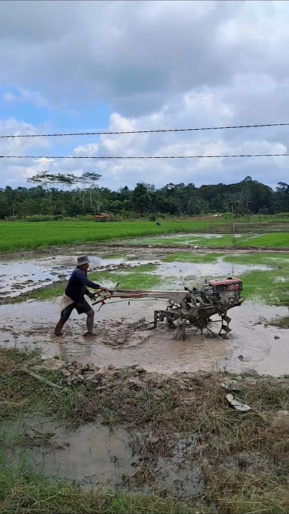 Pak De lagi Nraktor Sawah #trahean #muarateweh #baritoutara #shorts