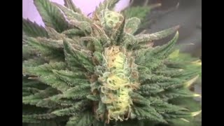 Polyploidism Bud / Growing Plants with Plants / Clone direct into Soil / Last week for Zkittlez!