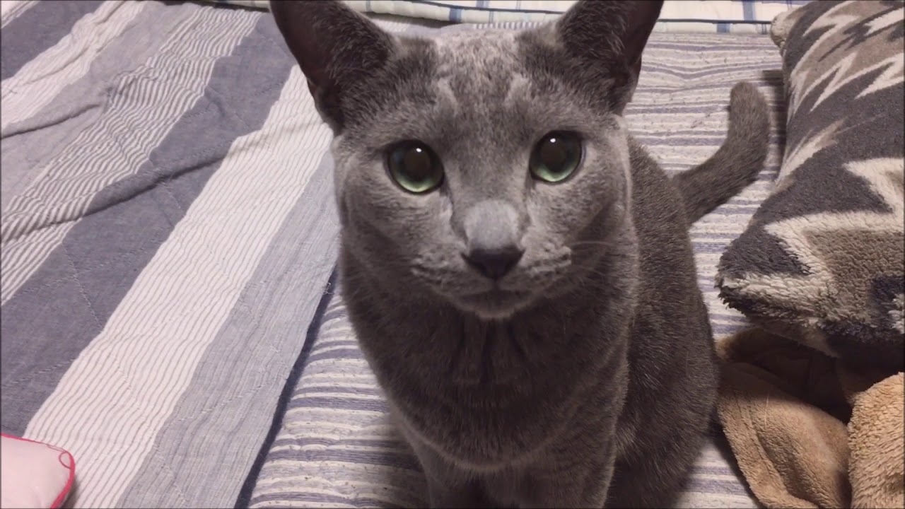 鳴きまくるロシアンブルー - YouTube