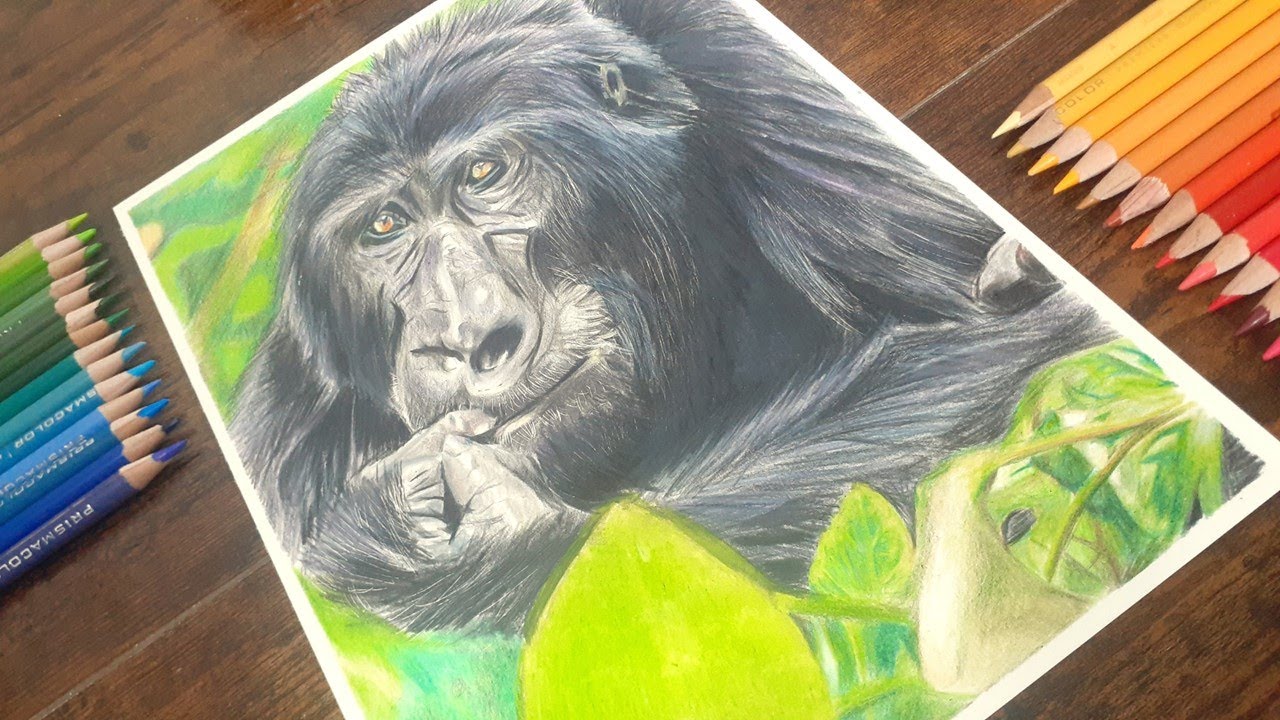 How to draw a mountain gorilla with colored pencils/【イラスト