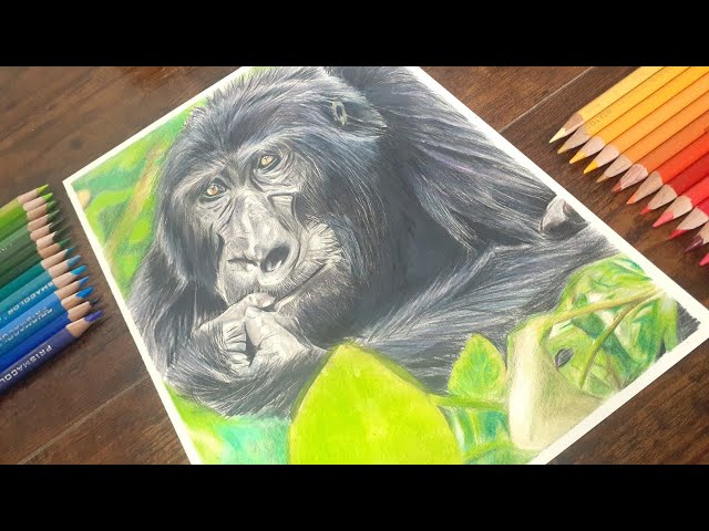 How to draw a mountain gorilla with colored pencils/【イラスト