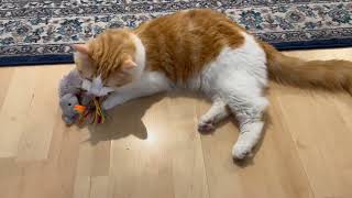 Crazy cute cat’s daily routine, so playful today,