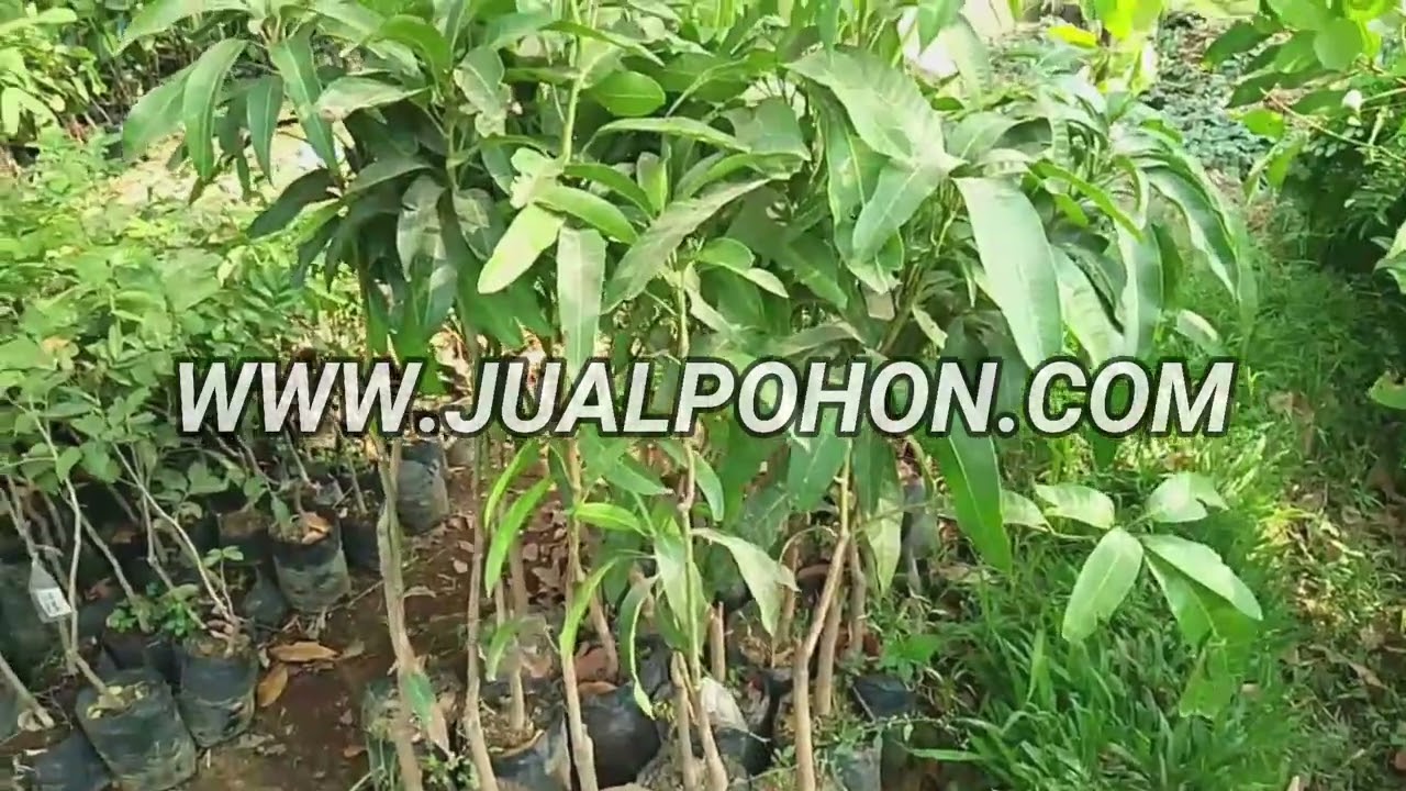 Pohon Mangga Garifta Merah : Kunci untuk Panen Melimpah!