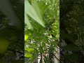 আমাদের বাগানের নতুন অতিথি... #nature #birdsounds #squirrel #gardeningwithjyotsna #flowergarden