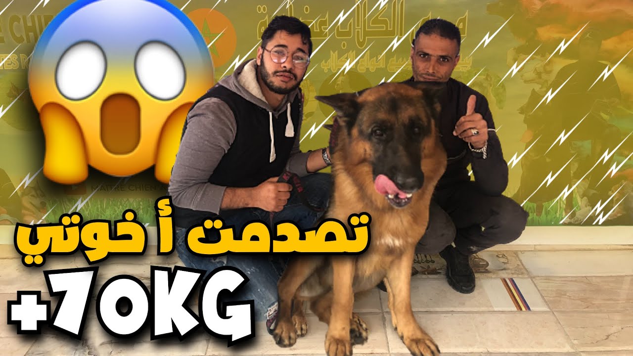 أضخم كلاب الراعي الألماني أراها في حياتي