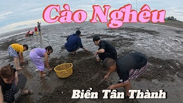 Trải nghiệm đi cào nghêu ngoài bãi biển–Biển Tân Thành Gò Công-Clam digging experience at the beach