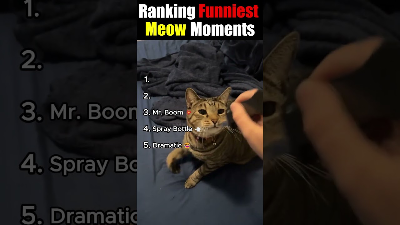 Ranking the funniest meow moments 😂🐱