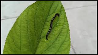 Leech locomotion