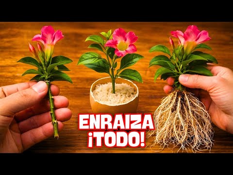 ¡TÉCNICA INFALIBLE! Enraíza ESQUEJES de tus PLANTAS con FLORES de la Noche a la Mañana