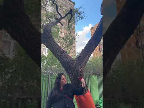 שיר חילזון מלי ניוטון נווה אביבים 