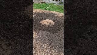 Strawberries planted in the small blueberry orchard - SW Scotland - Back to Eden