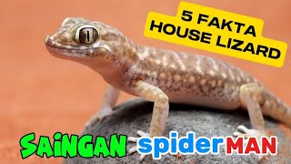 5 FAKTA UNIK TENTANG CICAK‼️BISA BERNYANYI❓@FaktaSatwa30