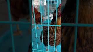 Black Aseel Ki Beti  Black Jawa Aseel  | Abu Pet House | Flock Vision