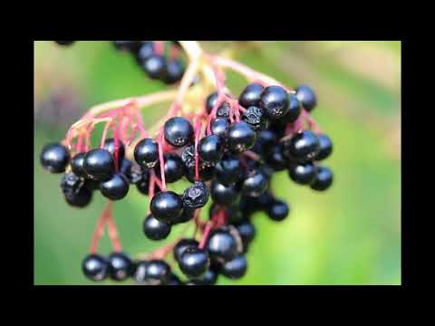 Video: Bezeg Rdeč (39 Fotografij): Opis Okrasnega Drevesa. Elderberry In Sutherland Gold, Plumosa Aurea In Drugi. Kje Raste V Rusiji?