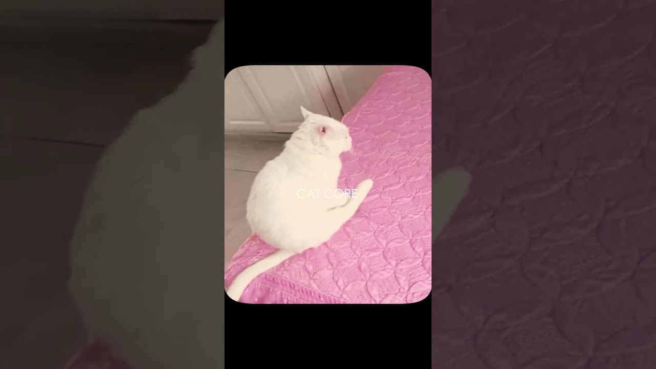 Pawsitively Hilarious: Epic Cat Core Moments! 😹