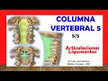 🥇 COLUMNA VERTEBRAL 5/5 - (Articulaciones y Ligamentos). Fácil y Sencillo