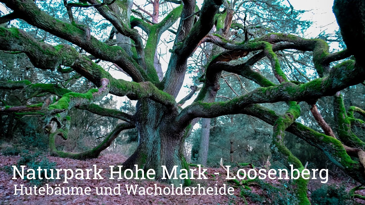 Naturpark Hohe Mark - Loosenberge - Fototour Hutebäume und Wacholderheide