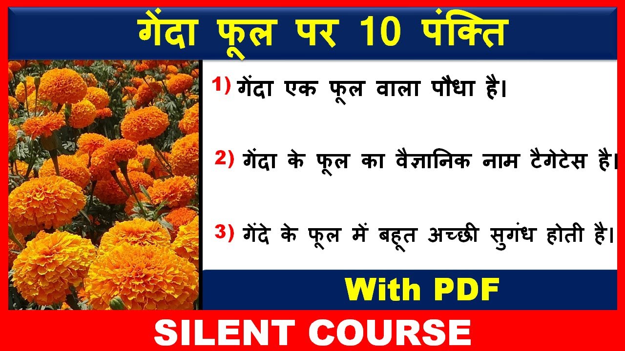 10-10-lines-on-marigold-flower-in-hindi