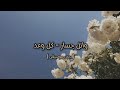 وائل جسار كل وعد