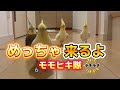 お母ちゃんの足は誰のもの！？オカメインコモモヒキ隊の場所取り合戦😂 #お母ちゃんの足争奪戦