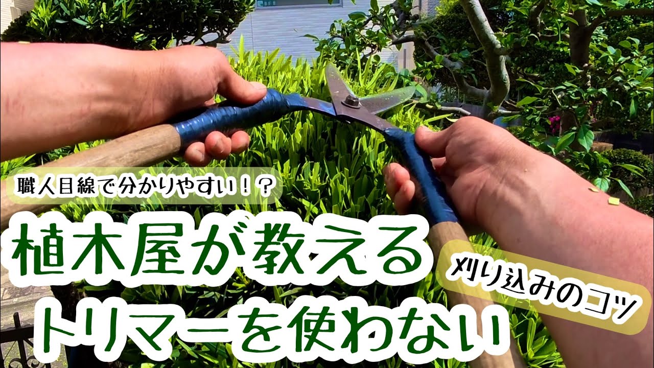 Trimming Japanese Yew] A Pro Gardener's Tips: How to Get a