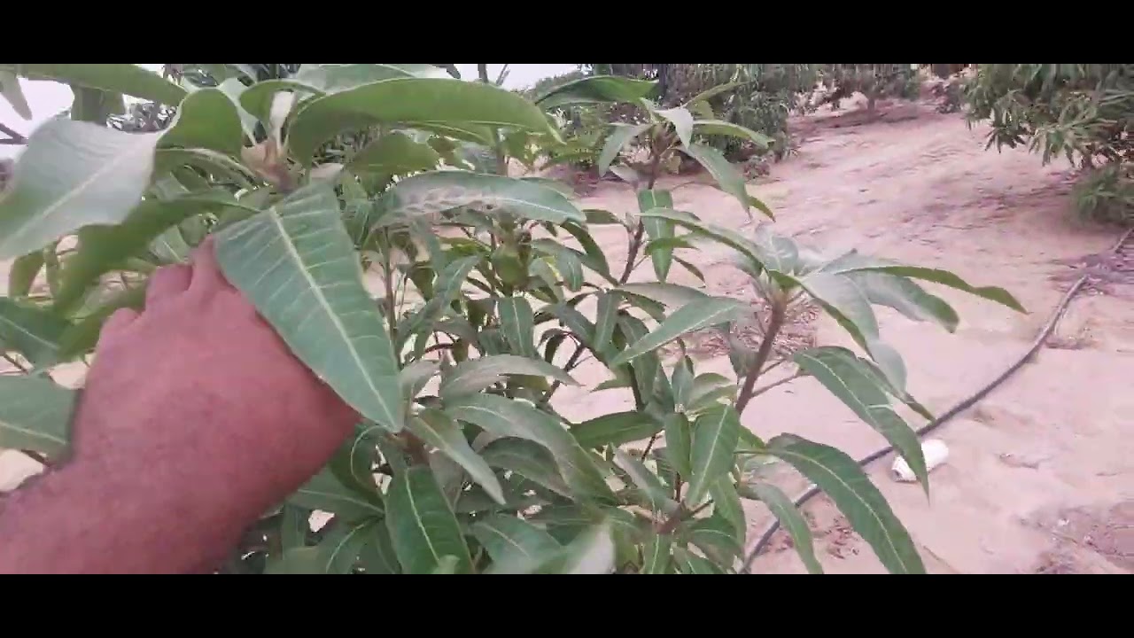 طريقة وشرح تقليم المانجو