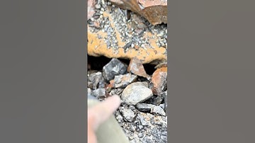 I Discovered PREHISTORIC Life! #fossilhunting  #geology  #fossil  #whitby #ammonites
