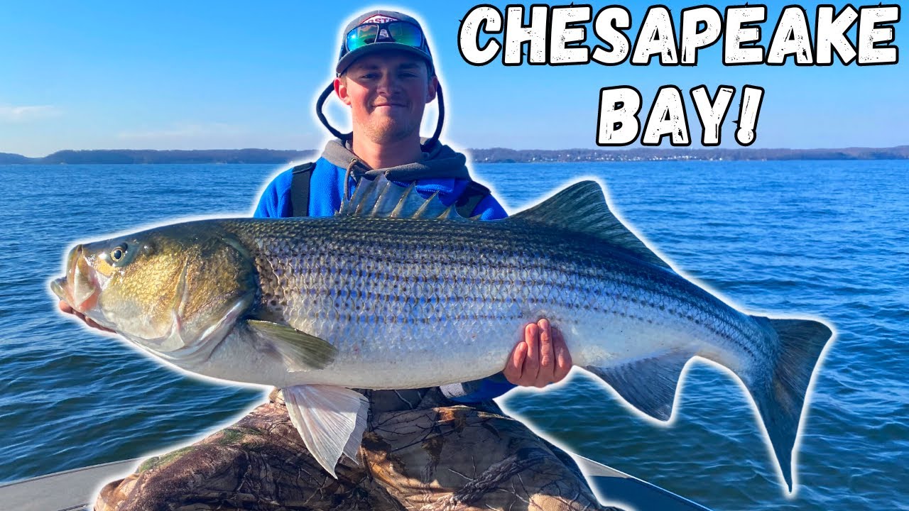 Catching HUGE STRIPED BASS On The CHESAPEAKE BAY! (We Broke Our PB's!) 