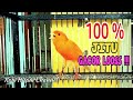 Suara Burung Kenari Jitu Gacor Looss Mp3 - Mp4 Download